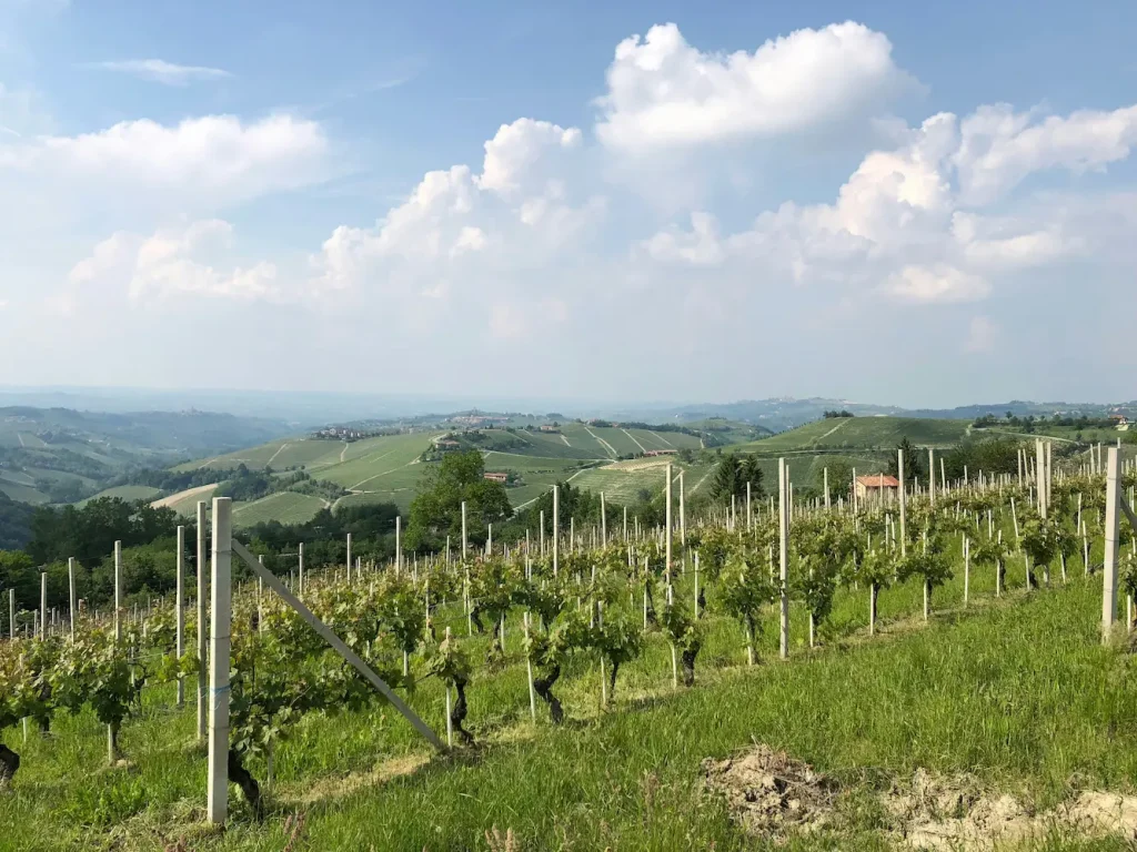 Cucina piemontese: storia, tradizioni e sapori di un patrimonio unico 1 campagne piemontesi ristorante monferrato a torino